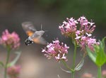 Humming bird hawk moth - photo: Ian Hardy