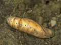 Humming bird hawk moth pupa