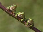 Tree frog - photo: Aquaworld, Crete