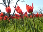 Tulips Praecox - photo: Giannis Makridakis