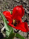 Tulips Undulatifolia - photo: M Hassler
