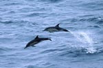 Common dolphin - photo: Paul Gale