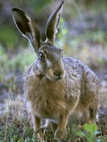 Hare - photo: Ingo Seehafer