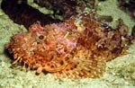 Scorpion fish