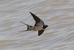 Barn swallow - photo: George Reszeter