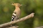 Hoopoe - photo: Terje Kolaas