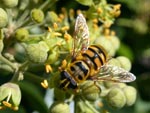 Hover fly - photo: Mike Taylor