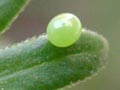 Humming bird hawk moth egg