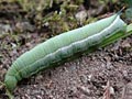 Humming bird hawk moth caterpillar