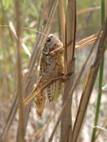 Locust - photo: Mike Taylor