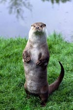 Otter - photo: Dick Klees