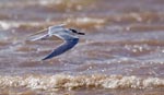 Sandwich tern - photo: Terje Kolaas