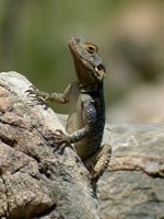 Starred lizard - photo: Jelger Herder