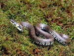 Grass snake - photo: Beverley Heath