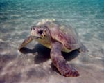 Loggerhead turtle