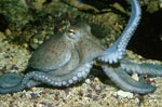 Octopus - photo: Vladimir Motycka Octopus - photo: Vladimir Motycka