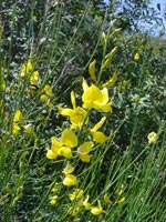 Spanish broom