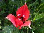 Tulipa  praecox  - photo: Mike Taylor