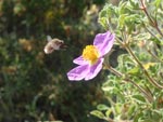 Bee fly - photo: Mike Taylor Bee fly - photo: Mike Taylor