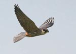 Hobby - photo: Adrian Parker Hobby - photo: Adrian Parker
