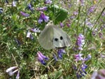 Large white butterfly - photo: Mike Taylor Large white butterfly - photo: Mike Taylor