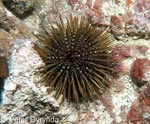 Sea urchin - photo: Peter Dyrynda Sea urchin - photo: Peter Dyrynda
