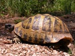 Tortoise - photo: Fraser Simpson Tortoise - photo: Fraser Simpson