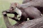 Beech marten