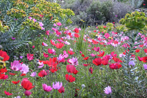 Anemones, nr. Volissos. 25.3.06 Mike Taylor