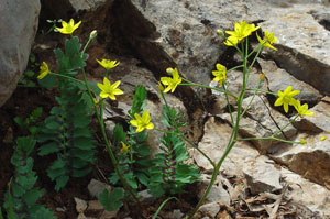 Bongardia chrysogonum by Pentti Perttula