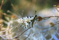 Eastern festoon [Zerynthia ceriysi]  photo: John Salmon