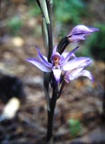 Orchid [Limodorum abortivum]  photo: John Salmon
