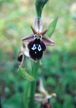 Orchid [Ophrys reinholdii]  photo: John Salmon