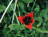 Wild tulip [Tulipa agenensis]  photo: John Salmon