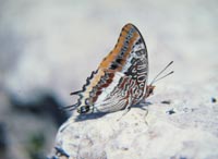 Two-tailed pasha [Charaxes jasius]  photo: John Salmon