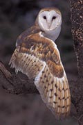 Barn owl