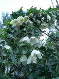 Clematis virgin's bower