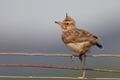 Crested lark