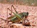 Wart biter bush cricket