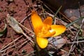 Balkan autumn crocus