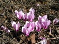 Hardy cyclamen