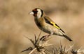 Goldfinch