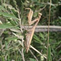 Preying mantis