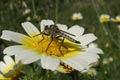 Robber fly