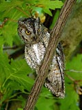 Scops owl