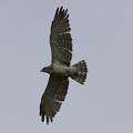 Short-toed eagle