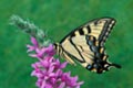 Swallowtail butterfly