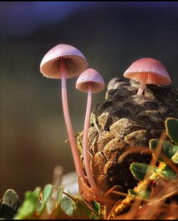 Chios Nature photography competition 2010 Chios Nature photography competition 2010
