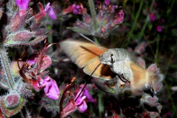 Chios Nature photography competition 2010