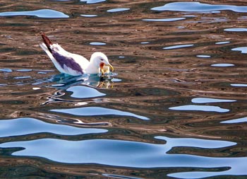 Chios Nature photography competition 2010